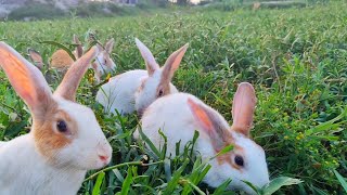 Rabbit screaming  Free Room rabbit farming  Rabbit sound [upl. by Amilb]