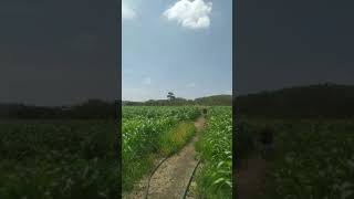 VIDEO FINCA DE CASI 70 HECTAREAS EN PEDRO CARBO GUAYAQUIL [upl. by Jerrilyn]