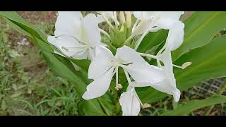 Hedychium spwhite color [upl. by Nal]