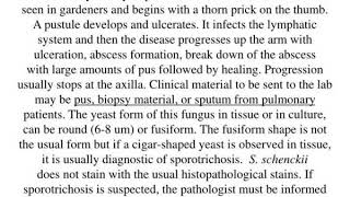 sporotrichosis sporothrix schenckii [upl. by Wohlen]