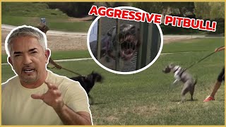 I meet an Aggressive Pitbull  Cesar 911 [upl. by Kiley921]