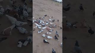 pigeon house Pigeon pigeon pigeon videos pigeon so pigeon online pigeon corner pigeonکبوتر [upl. by Jewel]