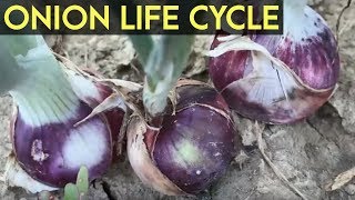 Onion Farming Transplanting Direct Seeding and Farm Management [upl. by Eugen917]