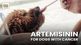 Artemisinin for Dogs with Cancer  Dr Nancy Reese Deep Dive [upl. by Jennie111]