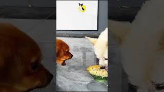 Dog Tv For Dogs To Watch funny viral shorts dogs tv [upl. by Enilaf]