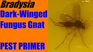 Bradysia spp Dark Winged Fungus Gnat PestPrimer [upl. by Emirac]