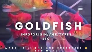 BIG SIZE GOLDEN FISHORIGINAGETYPES ETCWATCH TILL END TO KNOW SUBSCRIBE 🙂😊 FOR MORE [upl. by Lindo]