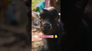 Adorable Nigerian Dwarf Black Baby Goats Hilarious Antics [upl. by Arimlede332]