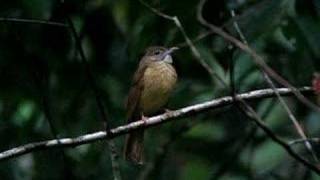 Greycheeked Bulbul  Alophoixus bres [upl. by Ghiselin]