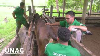 PRÁCTICA DE PALPACIÓN RECTAL BOVINA Y DETECCIÓN DE GESTACIÓN [upl. by George]