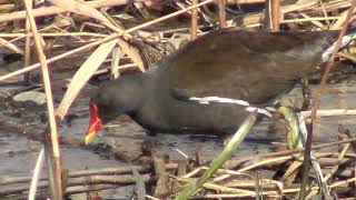 Водяна курочка Gallinula chloropus Вроцлав Польща рОдра 14032024 [upl. by Aleihs]