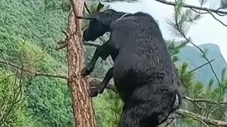 Training goats to climb to avoid predators [upl. by Sucul]