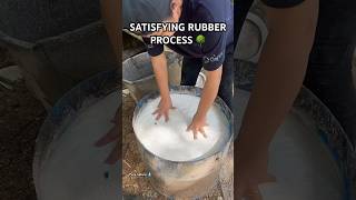 Satisfying Rubber Processing 🌳 Most relaxing rubber extraction shorts satisfying rubber nature [upl. by Doowron800]