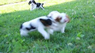 Cavalier King Charles Spaniel Puppies For Sale [upl. by Walling]