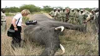 Elephant Capture  South Africa Travel Channel 24 [upl. by Anawahs842]