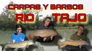 SESION CARPAS Y BARBOS  RIO TAJO  CARPFISHING  2024 [upl. by Blackman]