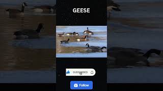 Geese The Water Baby animal short trending [upl. by Akenna]