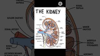 kidney structure l kidney anatomy l renal system [upl. by Natasha]