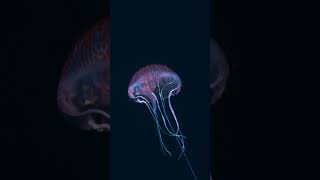 Jellyfish 😍  OceanXplorers [upl. by Crescentia]