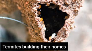 Termites building their nest 🧠❤️✨ zoomafia termites animals insects entomology [upl. by Enilatan]