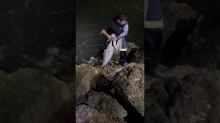 130cm mulloway off the rocks fishing fish mulloway perth westernaustralia edit [upl. by Barbe191]