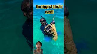 Diver Finds Giant Lobster This Catch Is the Size of a Baby lobster seafoodlover [upl. by Erickson]