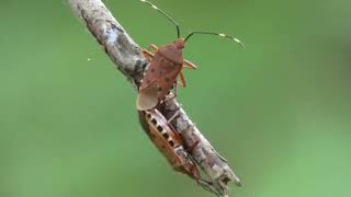 Copulating Couple of Urochela Stinkbugs on the Host Plant [upl. by Dnalkrik627]