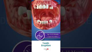 Know About Teeth Eruption Sequence ↪ 3D Medical Animation Shorts TeethEruptio Teeth [upl. by Amsirhc]