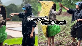 कोल्हापुरातली पारंपारिक नाचणीची लावणी  kolhapur  Nachanichi Lavani  Ragifield  Ragi Farming [upl. by Gherardi]