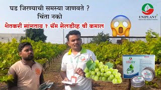 शेतकरी सांगताय सेलडिव ची कमाल Celldiv Uniplant [upl. by Drusie922]