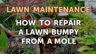 How to Repair a Lawn Bumpy From a Mole [upl. by Lenrow286]