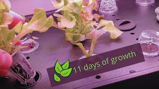 The iDOO Hydroponic System [upl. by Schriever]