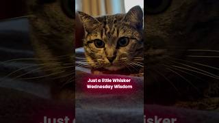 Kitty  What is your Whisker Wednesday Wisdom catlover pets cutepet cute kitty cat [upl. by Grimaldi]