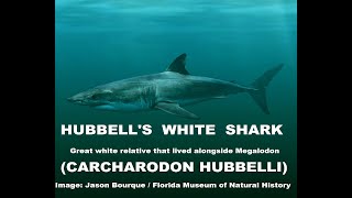 Carcharodon Hubbelli  Hubbells White Shark [upl. by Yde894]