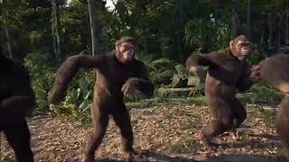 Monkeys dancing to verblace [upl. by Barbabra41]