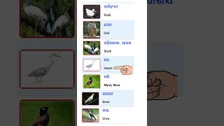 Birds Name Odia to English birdsnames englishvocabulary shorts [upl. by Hindorff]