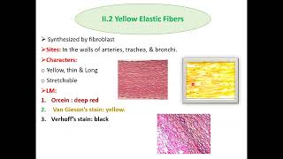 Histopathological techniques Connective tissue staining and clinical applications [upl. by Ros445]