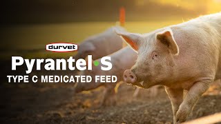 PyrantelS Your Solution for Parasite Prevention and Treatment for Your Pigs [upl. by Quintie]