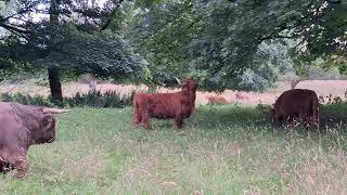 Highland cattle do eat the leaves off trees [upl. by Oilla]