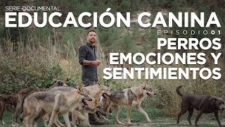 EDUCACIÓN CANINA E01 SerieDocumental  ´PERROS EMOCIONES Y SENTIMIENTOS [upl. by Cirtap723]