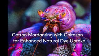 Cotton Mordanting with Chitosan for Enhanced Natural Dye Uptake [upl. by Aimo]