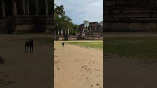 visitsrilanka visitpolonnaruwa temple [upl. by Neilla511]