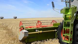 Claas Dominator 68S  201617 Harvest  South Australia [upl. by Aitropal]