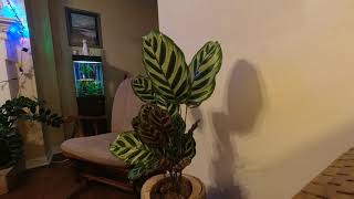 Calathea Makoyana 20hr Time Lapse [upl. by Savitt]