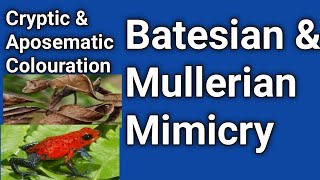 Cryptic amp Aposematic coloration Batesian and Mullerian mimicry Defence mechanism [upl. by Bobina]