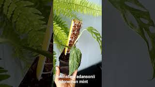 Monstera adansonii indonesian mint [upl. by Silletram]