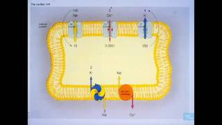 ECG normale er principales anomalies Partie 1 [upl. by Anuaek]