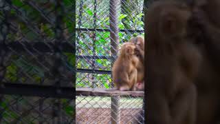 Intelligent Primates The Cognitive Abilities of Monkeys [upl. by Sido]