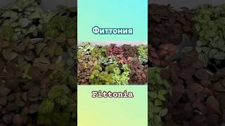 Фиттония Fittonia чайнаяроза tearose plants flowers комнатныерастения [upl. by Darill932]