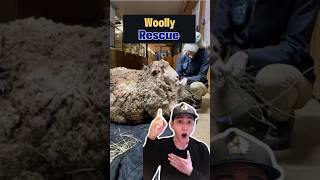 Say What 88 POUNDS of Fleece 🐑🐑🐑 This Sheep Rescue is WILD sheep rescued transformation [upl. by Nuzzi87]